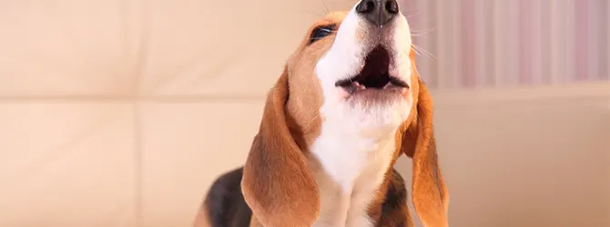 How To Stop A Dog From Barking dog barking