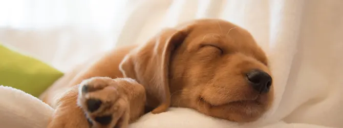 How To Get A Puppy To Sleep - Crate Training small brown puppy sleeping on couch
