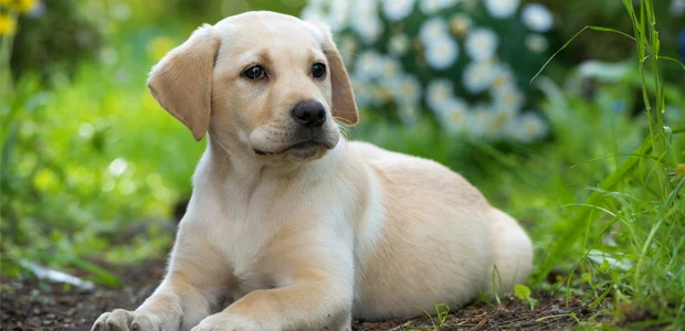 golden labrador puppy sitting on grass golden labrador puppy sitting on grass
