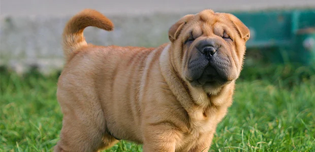 shar pei on grass shar pei on grass