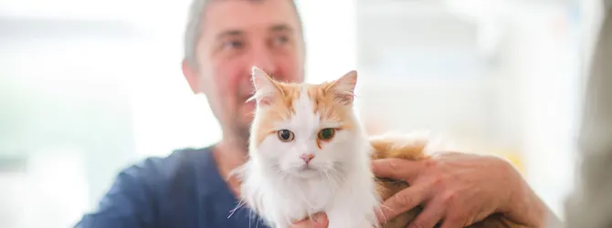 Cat Flea Treatment: Step-by-Step Guide vet and ginger and white cat