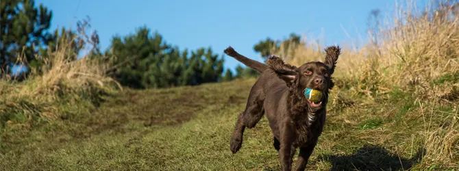 Sprocker Spaniel Breed Guide: Is a Sprocker Right for You? Brown sprocker spaniel running down a grassy hill with a ball in its mouth