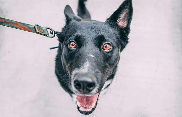 black dog on lead black dog on lead