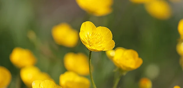 buttercups buttercups