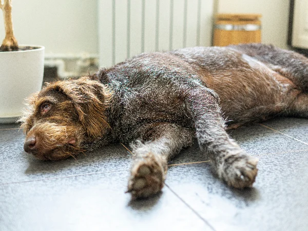 overweight dog at risk of hip dysplasia overweight dog at risk of hip dysplasia