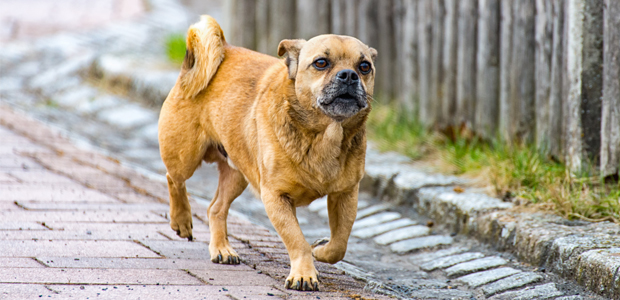 Jug dog walking down the street