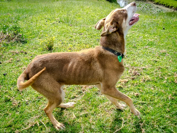 image for article on how long is a dog in season image for article on how long is a dog in season