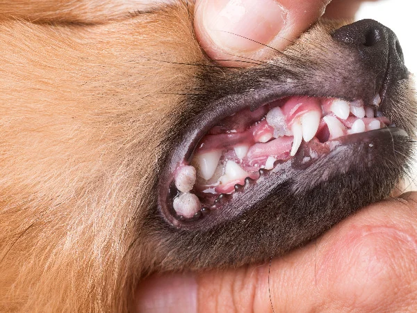 mouth ulcers as a symptom of leptospirosis mouth ulcers as a symptom of leptospirosis
