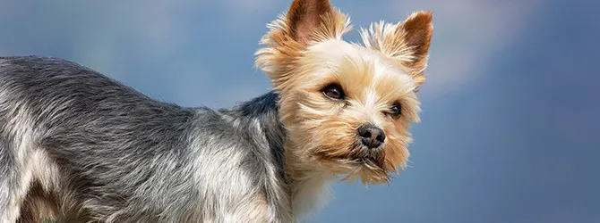 Yorkshire Terrier | Owner's Guide yorkie on green grass