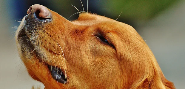irish-setter-body-1.jpg Irish Setter dog looking up with eyes slightly closed