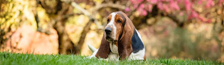 Basset Hound Guide - Complete Breed Guide basset hound laying on the ground