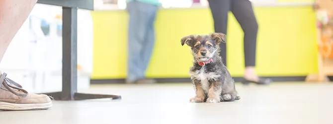 The Complete Guide To Getting A Puppy german shepherd puppy looking up at owner
