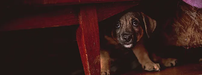 How to help dogs with fireworks Photo of a scared dog hiding under furniture