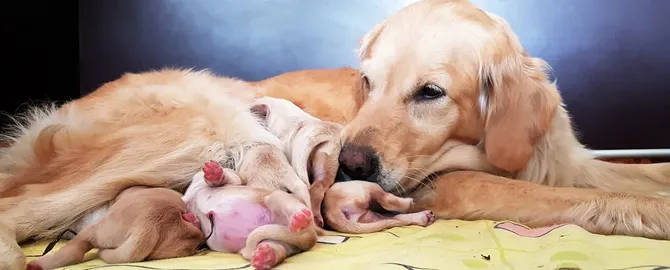 Brucellosis in dogs - What is Brucella canis? Golden Retriever with her puppies for article on brucellosis in dogs