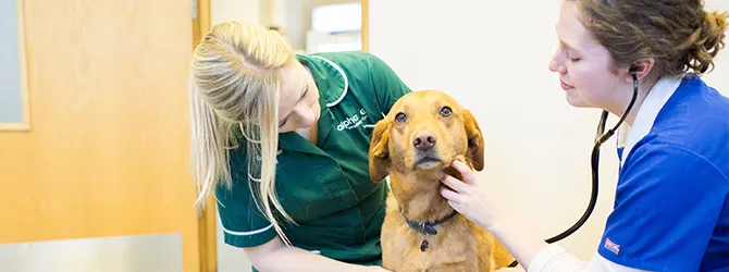 Glaucoma in Dogs - Canine Eye Issues close up on dog's eyes for article on glaucoma in dogs