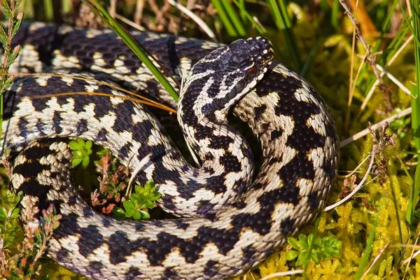 image of adder for article on adder bites in dogs image of adder for article on adder bites in dogs