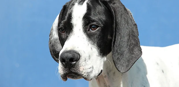 black and white pointer close up black and white pointer close up