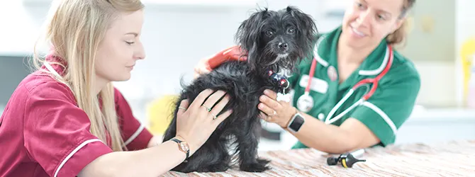 Dog Ear Infections | Symptoms and Causes A dog attending a veterinary appointment for an ear check up