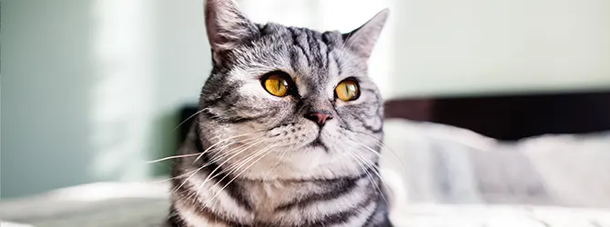 Allergies in Cats - Types Of Feline Allergies Picture of a grey cat for article on allergies in cats