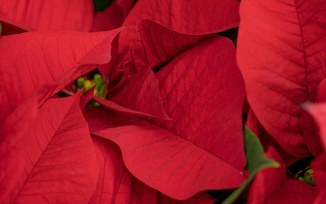 The leaves of a poinsettia, one of the Christmas plants that should be kept away from dogs. The leaves of a poinsettia, one of the Christmas plants that should be kept away from dogs.