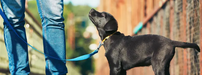 When Can I Walk My Puppy - Puppy Socialisation black puppy walking on a blue lead