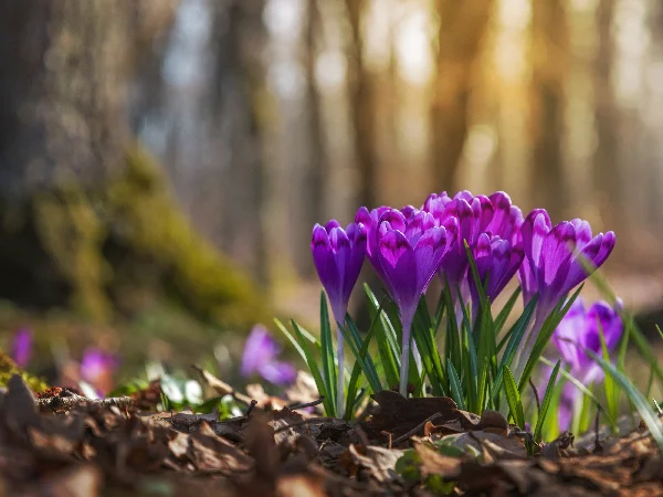 What plants are toxic to cats What plants are toxic to cats