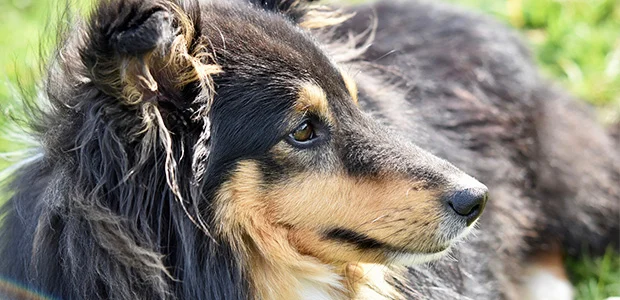 shetland sheepdog sideways on shetland sheepdog sideways on