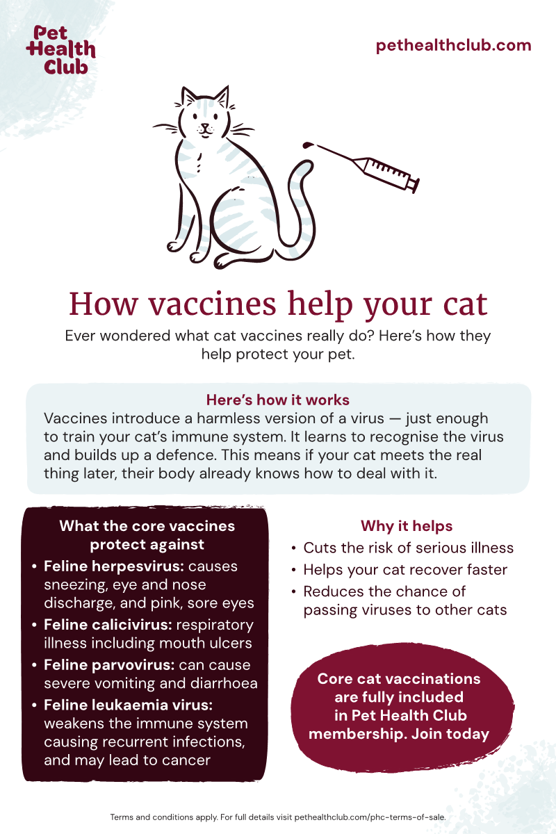 Infographic on how vaccines help cats Infographic showing what cat vaccinations do to help your cat stay safe from nasty viruses.