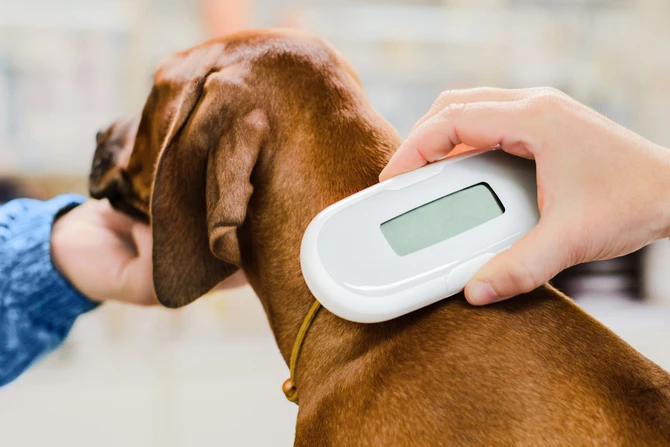 microchip-dog.jpg Vet implanting a microchip under a dog's skin for identification and safety