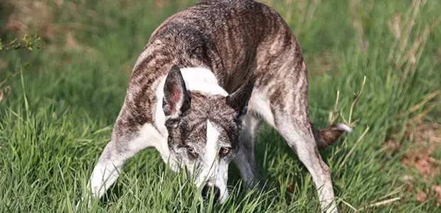 dog sniffing tall grass dog sniffing tall grass