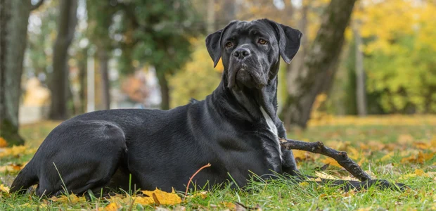 black cane corso sitting down with a stick black cane corso sitting down with a stick