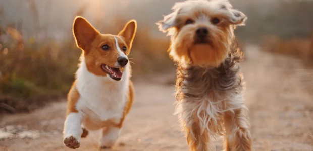 two dogs running down a track two dogs running down a track