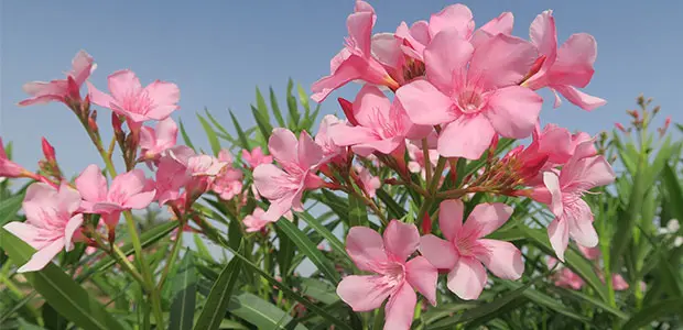 oleander oleander