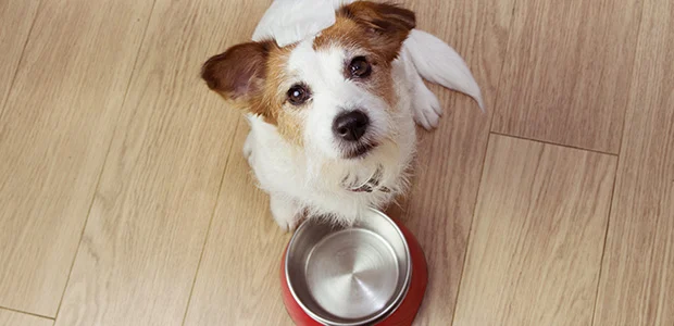 jack russell next to empty bowl jack russell next to empty bowl