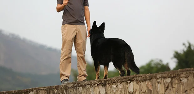 owner standing in front of dog owner standing in front of dog