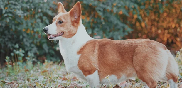 Sandy and white corgi Sandy and white corgi