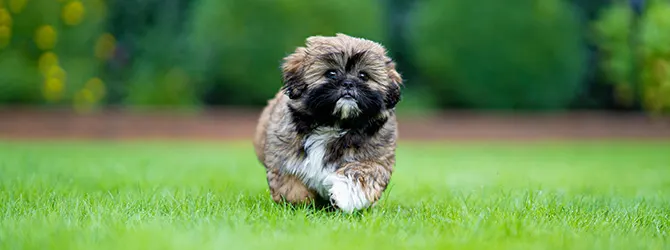 Shih Tzu | Owner's Guide shih tzu in tall grass