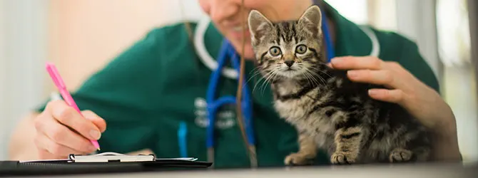 Cat Epilepsy - Feline Epilepsy Causes Cat having an examination in veterinary practice