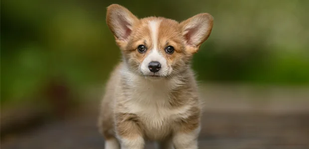 cute corgi puppy cute corgi puppy