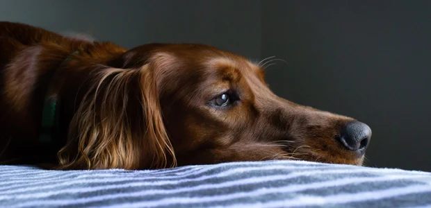Dog lying on a bed for article on parvovirus in dogs Dog lying on a bed for article on parvovirus in dogs