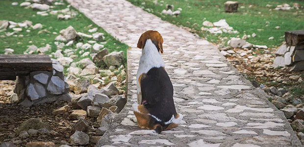 beagle facing grey stone path beagle facing grey stone path