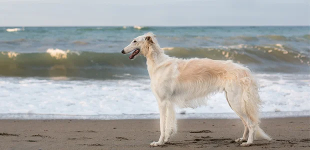 golden borzoi on the beach golden borzoi on the beach