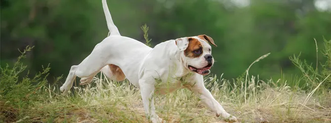 American Bulldog - Is It The Right Dog For You white and brown american bulldog running