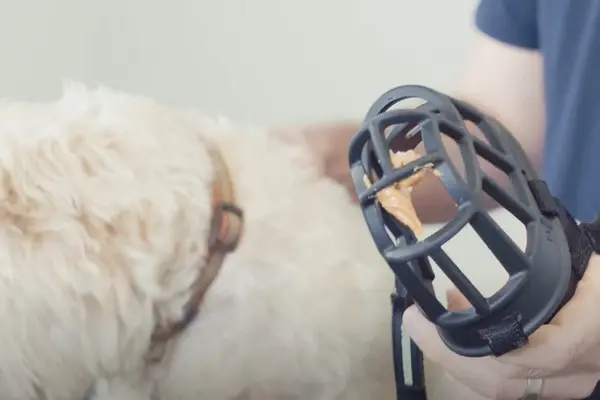 image of muzzle for article on how to muzzle train a dog image of muzzle for article on how to muzzle train a dog