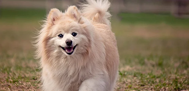 pomeranian running on grass pomeranian running on grass