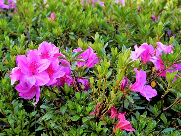 Toxic plants for cats Photo of azaleas