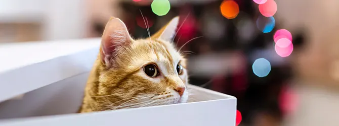 A Pet-Friendly Christmas In 16 Steps cat peering out of box ahead of xmas tree