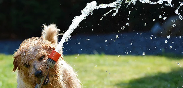 dog-playing-with-hosepipe.jpg Dog carrying hose spouting water