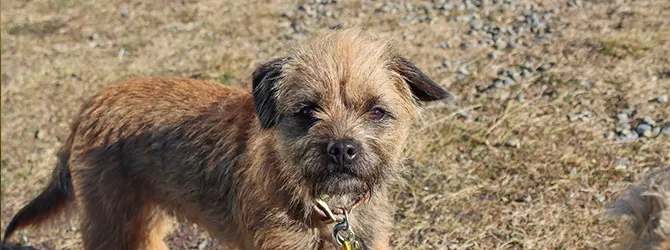 Border Terrier | Owner's Guide border terrier up close to camera