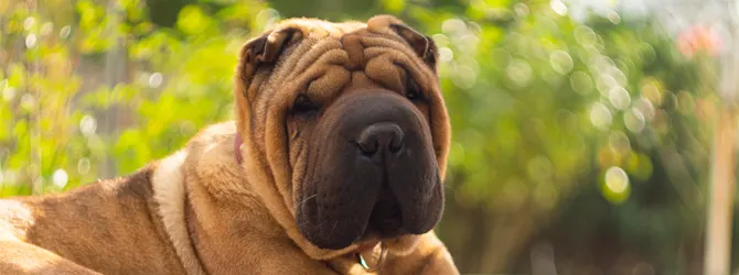 Skin Fold Dermatitis In Dogs - Treatments shar pei with skin folds
